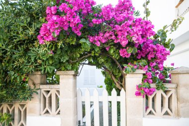 Blooming  pink bougainvillea decorating an entrance clipart