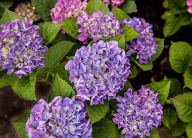 Güzel çiçek açan ortanca bitki bir bahçe.