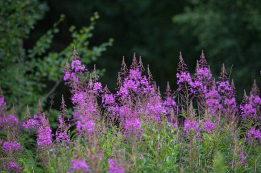 Ivan çay veya ormanın içinde çiçek açan Sally pembe