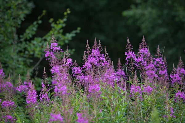 Ivan çay veya ormanın içinde çiçek açan Sally pembe