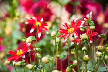 Kırmızı Dahlias bir bahçede büyüyor
