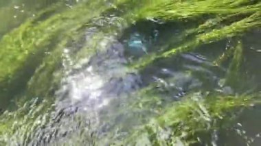 Orman nehrinin hızlı akan sularında yeşil algler. Belarus 'taki Isloch Nehri' nin temiz suyu..