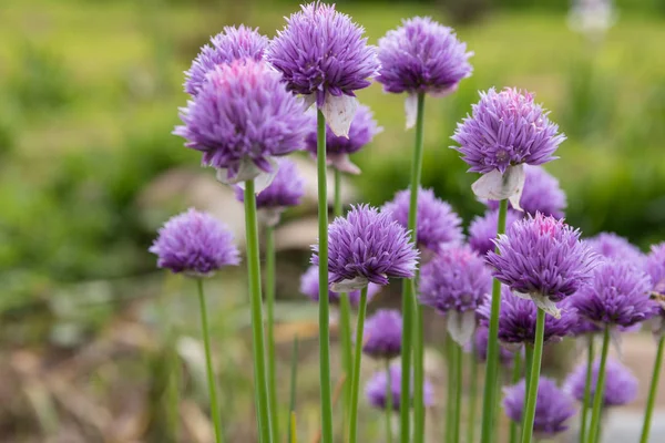 Kişisel bahçe düzenlenmesi