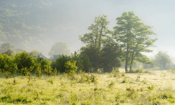 Yaz sabahları doğanın uyanış