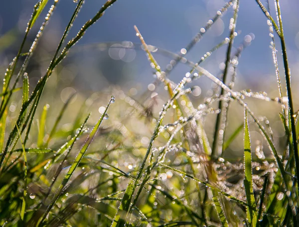 Yaz sabahları doğanın uyanış