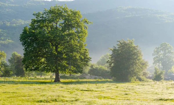 Yaz sabahları doğanın uyanış