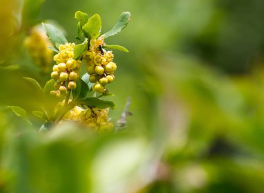 Bahar yeşil tonları