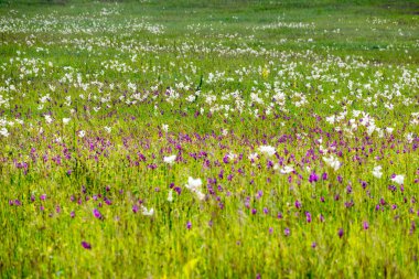 Çiçek Kafkasya eteklerine Alpine meadows