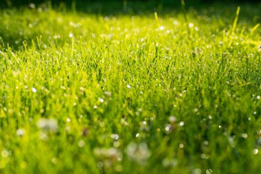 güneşin altında yağmur sonra otlar