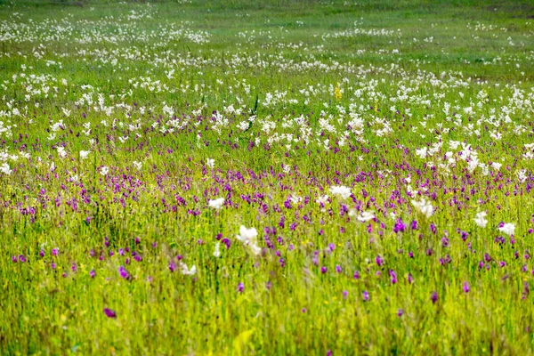 Çiçek Kafkasya eteklerine Alpine meadows