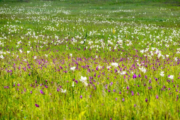 Flores Los Prados Alpinos Las Estribaciones Del Cáucaso — Foto de Stock