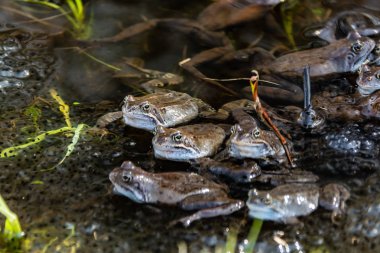 Ortak kahverengi kurbağalar miyon sezon için toplandı