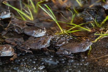 Ortak kahverengi kurbağalar miyon sezon için toplandı