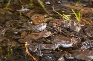 Ortak kahverengi kurbağalar miyon sezon için toplandı