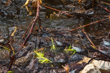 Ortak kahverengi kurbağalar miyon sezon için toplandı