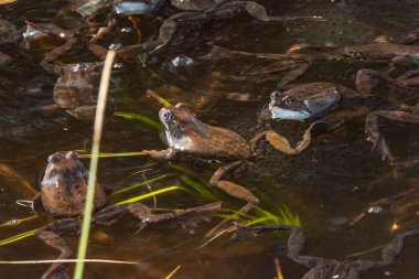Ortak kahverengi kurbağalar miyon sezon için toplandı