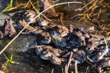 Ortak kahverengi kurbağalar miyon sezon için toplandı