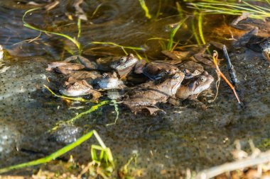 Ortak kahverengi kurbağalar miyon sezon için toplandı