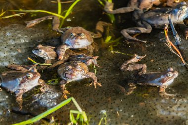 Ortak kahverengi kurbağalar miyon sezon için toplandı