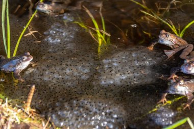 Ortak kahverengi kurbağalar miyon sezon için toplandı
