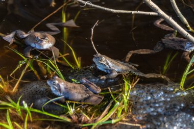 Ortak kahverengi kurbağalar miyon sezon için toplandı