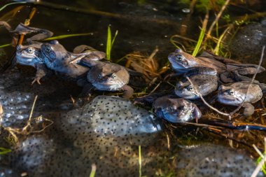 Ortak kahverengi kurbağalar miyon sezon için toplandı