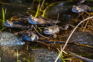 Ortak kahverengi kurbağalar miyon sezon için toplandı