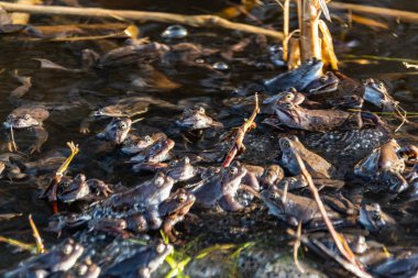 Ortak kahverengi kurbağalar miyon sezon için toplandı
