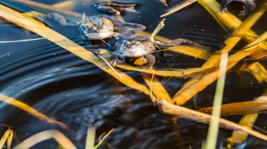 Ortak kahverengi kurbağalar miyon sezon için toplandı