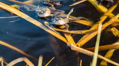 Ortak kahverengi kurbağalar miyon sezon için toplandı