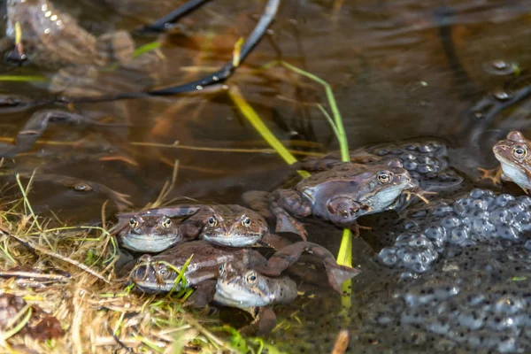 Ranas marrones comunes reunidas para la temporada de apareamiento — Foto de Stock