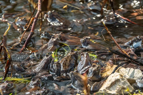 Sapos marrons comuns reunidos para a época de acasalamento — Fotografia de Stock