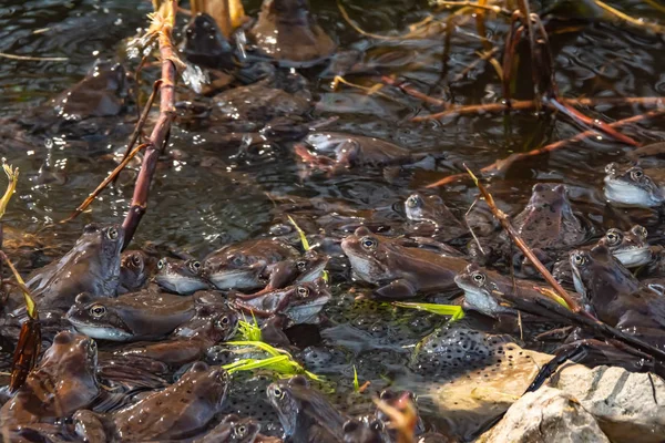 Ranas marrones comunes reunidas para la temporada de apareamiento — Foto de Stock