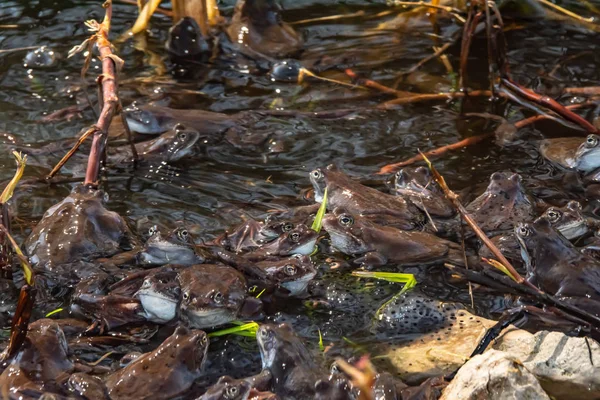 Grenouilles brunes rassemblées pour la saison des amours — Photo