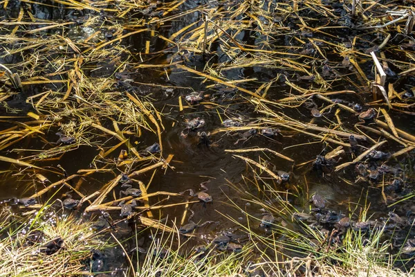 Sapos marrons comuns reunidos para a época de acasalamento — Fotografia de Stock