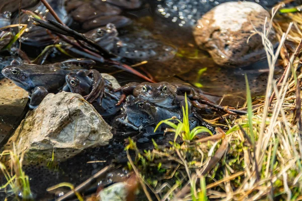 Sapos marrons comuns reunidos para a época de acasalamento — Fotografia de Stock