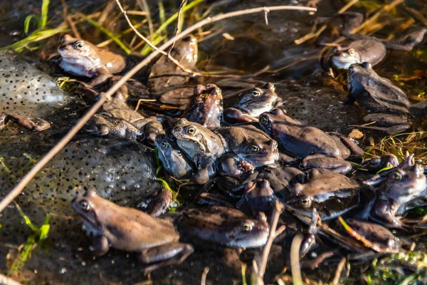 交配シーズンに集まった一般的な茶色のカエル — ストック写真