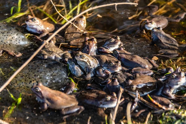 Sapos marrons comuns reunidos para a época de acasalamento — Fotografia de Stock