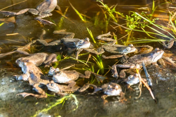 交配シーズンに集まった一般的な茶色のカエル — ストック写真