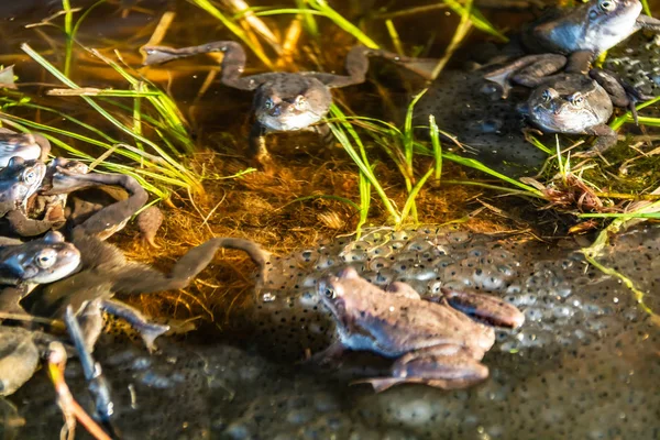 Společné hnědé žáby shromažďované na pářící období — Stock fotografie