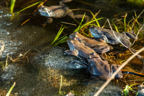 交配シーズンに集まった一般的な茶色のカエル — ストック写真