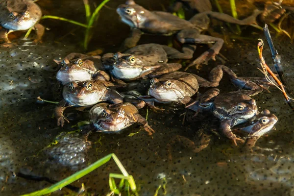 Κοινοί καφέ βάτραχοι συγκεντρώθηκαν για την περίοδο ζευγαρώματος — Φωτογραφία Αρχείου