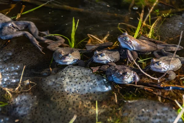 Společné hnědé žáby shromažďované na pářící období — Stock fotografie
