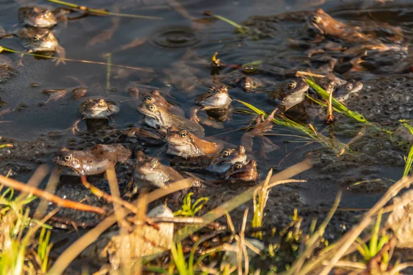 交配シーズンに集まった一般的な茶色のカエル — ストック写真