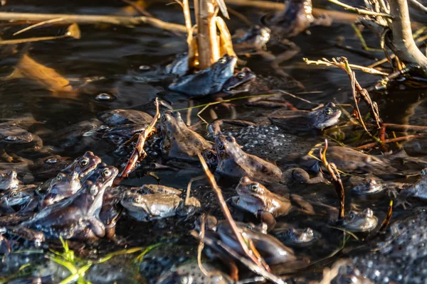 Společné hnědé žáby shromažďované na pářící období — Stock fotografie