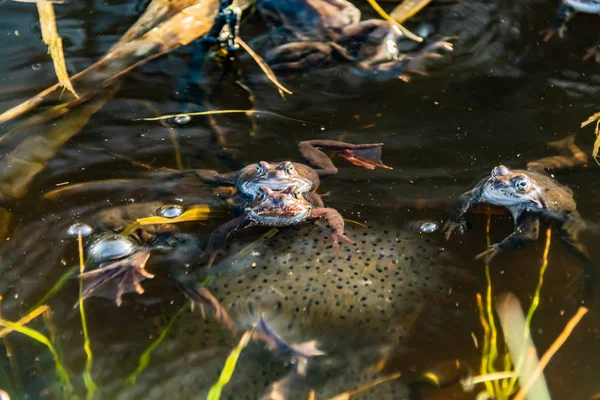 Grenouilles brunes rassemblées pour la saison des amours — Photo