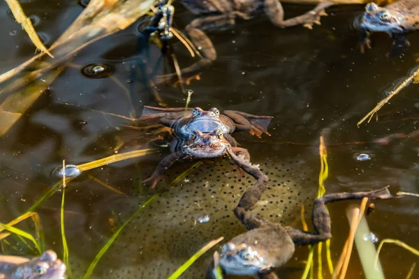 交配シーズンに集まった一般的な茶色のカエル — ストック写真