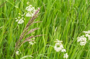 Yaz aylarında tarla otlarının çiçekli