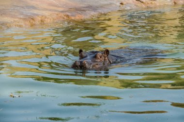Su aygırı sıradan bir havuzda yüzen