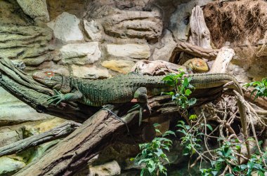 Büyük yeşil kertenkele bir ağaçta uyku